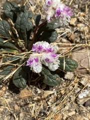 Calyptridium monospermum