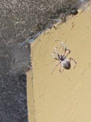 Larinioides sclopetarius