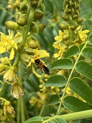 Megachile umbripennis