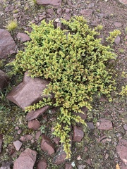 Juniperus communis