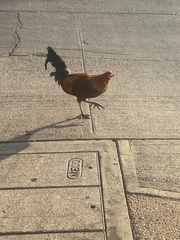 Gallus gallus domesticus