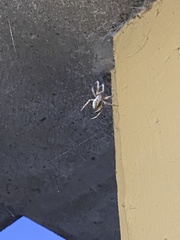 Larinioides sclopetarius
