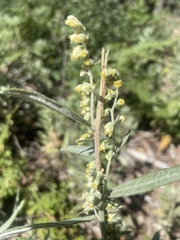 Artemisia douglasiana