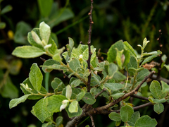 Salix aurita