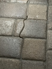 Pituophis catenifer catenifer