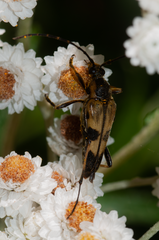 Etorofus obliteratus