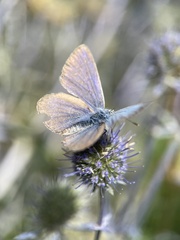 Plebejus argus