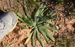 Drimia elata