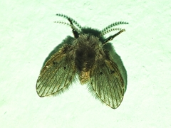 Clogmia albipunctata
