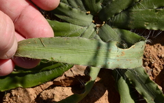 Drimia elata