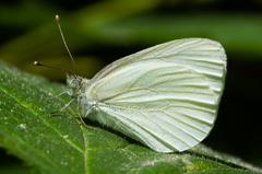 Pieris marginalis