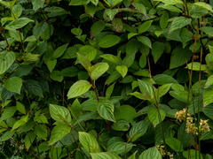 Hydrangea macrophylla