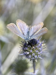 Plebejus argus