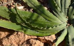 Drimia elata