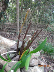 Dendrobium gracilicaule howeanum