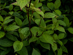 Hydrangea macrophylla