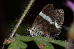 Trichodezia albovittata