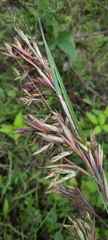 Poaceae