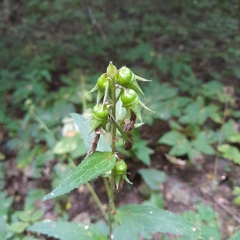 Campanula latifolia