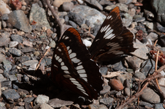 Limenitis lorquini