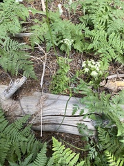 Ligusticum grayi