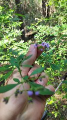 Prostanthera