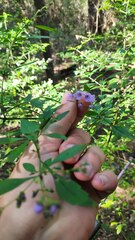 Prostanthera
