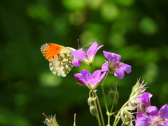 Anthocharis cardamines