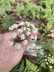 Ligusticum grayi