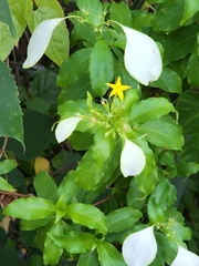 Mussaenda formosanum