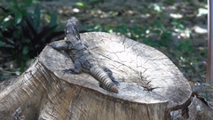 Ctenosaura similis