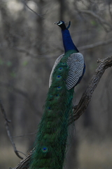 Pavo cristatus