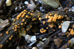 Sphaerosporium lignatile