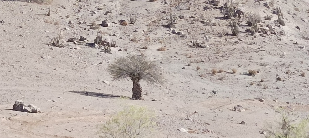 Prosopis chilensis (Molina) Stuntz