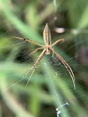 Argiope trifasciata