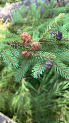 Picea mariana