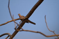 Streptopelia chinensis