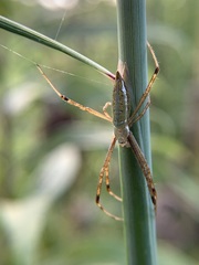 Argiope trifasciata