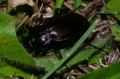 Carabus nemoralis