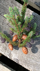 Picea mariana
