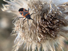 Lygaeus kalmii