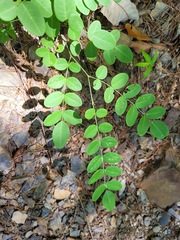 Indigofera venulosa
