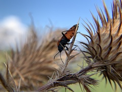 Lygaeus kalmii