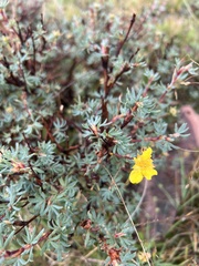 Dasiphora fruticosa