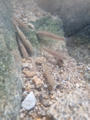 Rhynchocypris oxycephalus