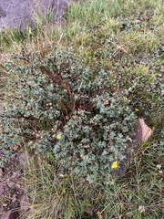 Dasiphora fruticosa