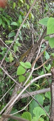 Trioceros