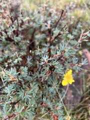 Dasiphora fruticosa