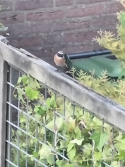 Phoenicurus phoenicurus