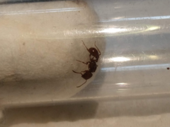 Pogonomyrmex pima